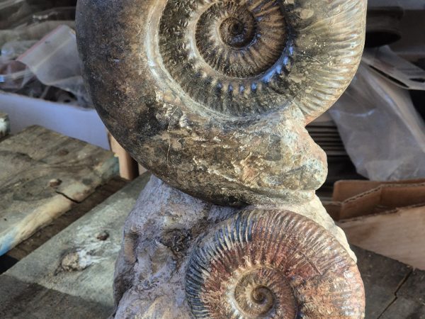 Ammonites de Belmont