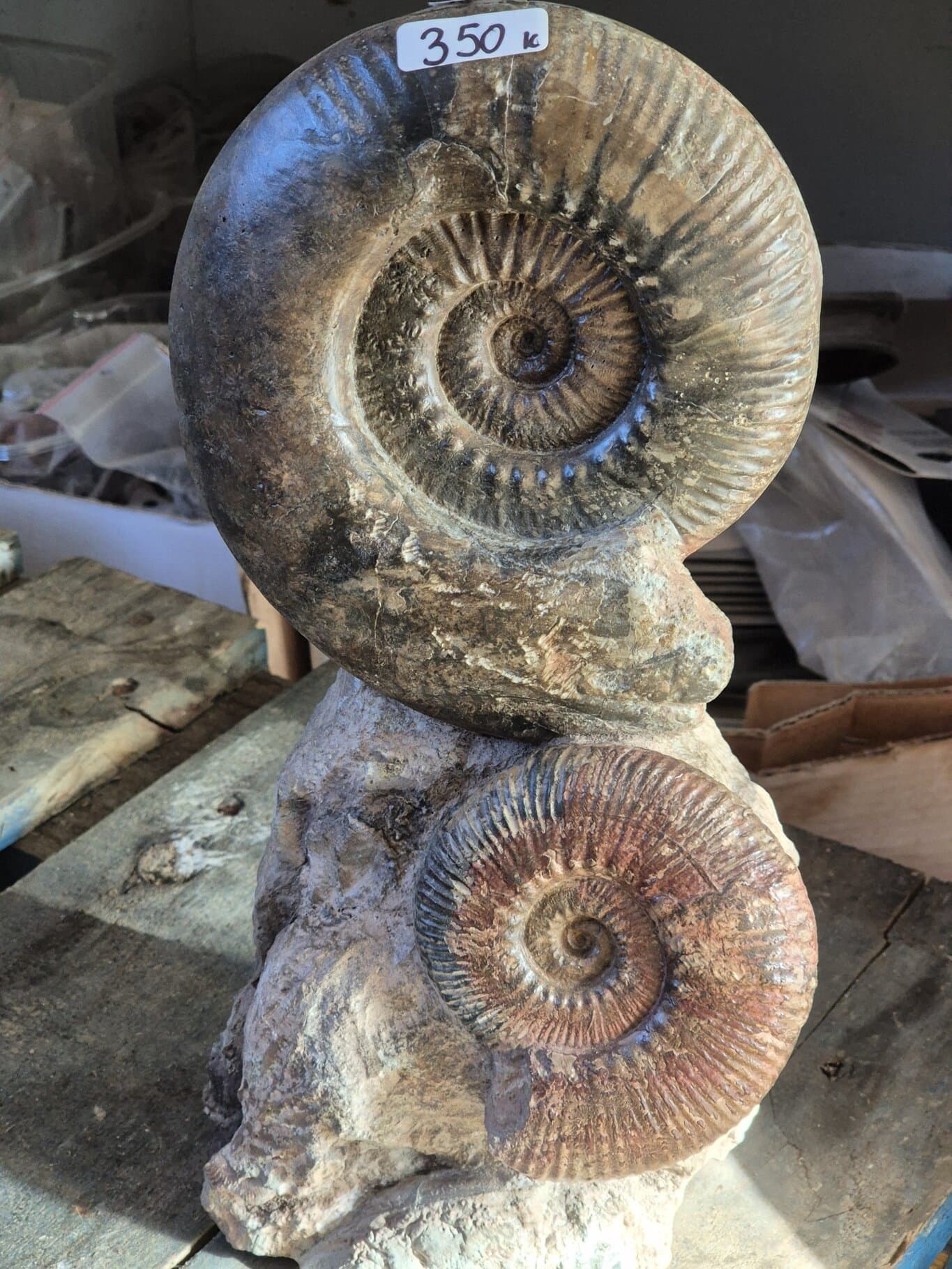 Ammonites de Belmont