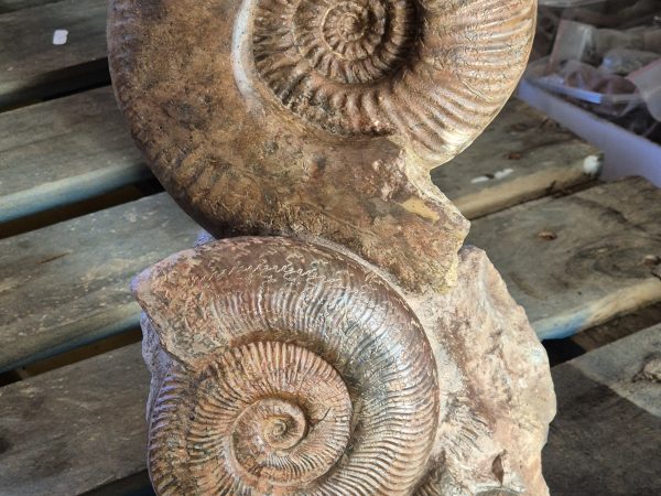 Ammonites du Beaujolais