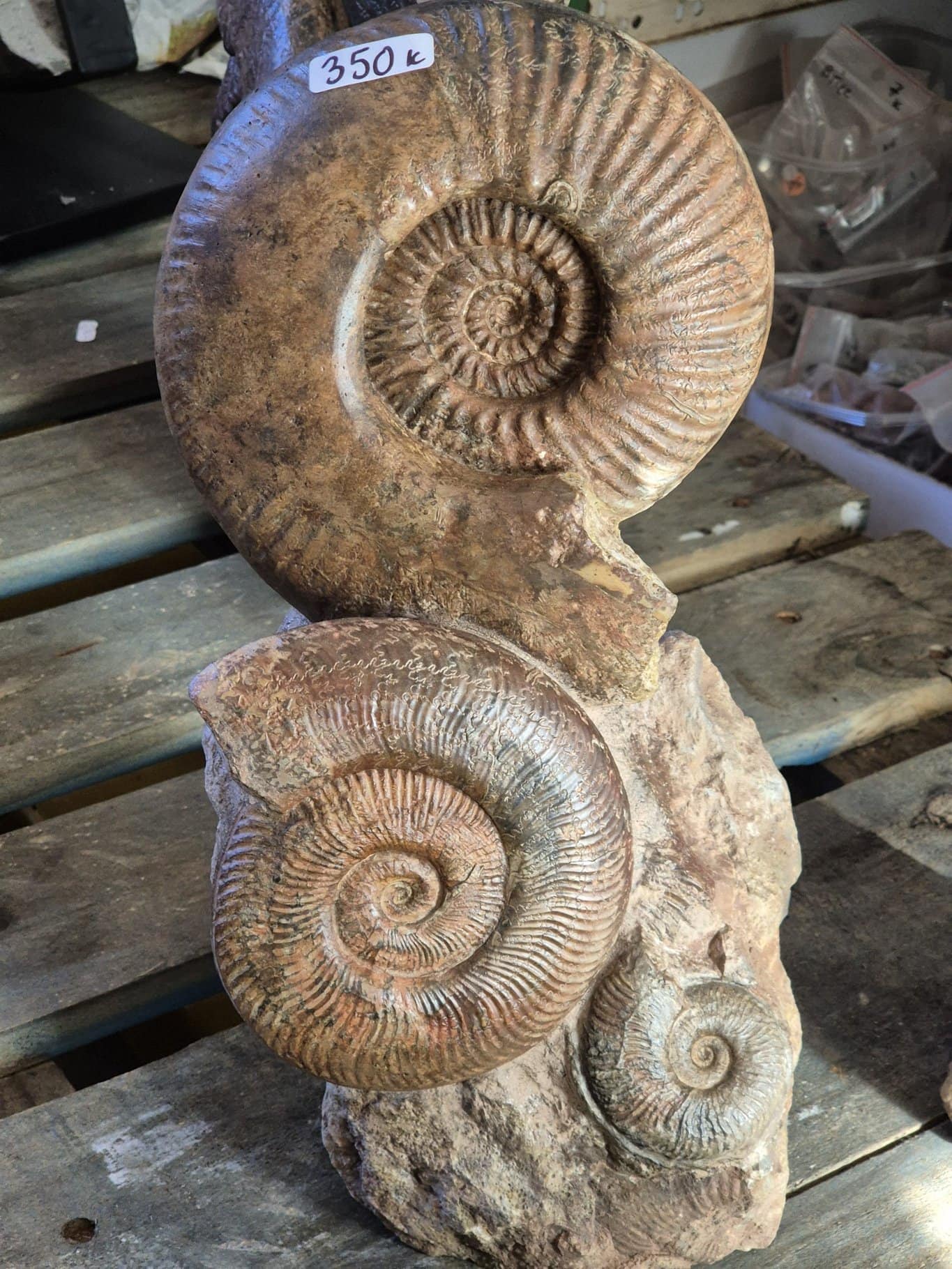 Ammonites du Beaujolais