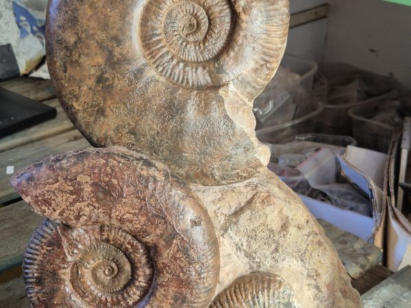 Ammonites de Lyon
