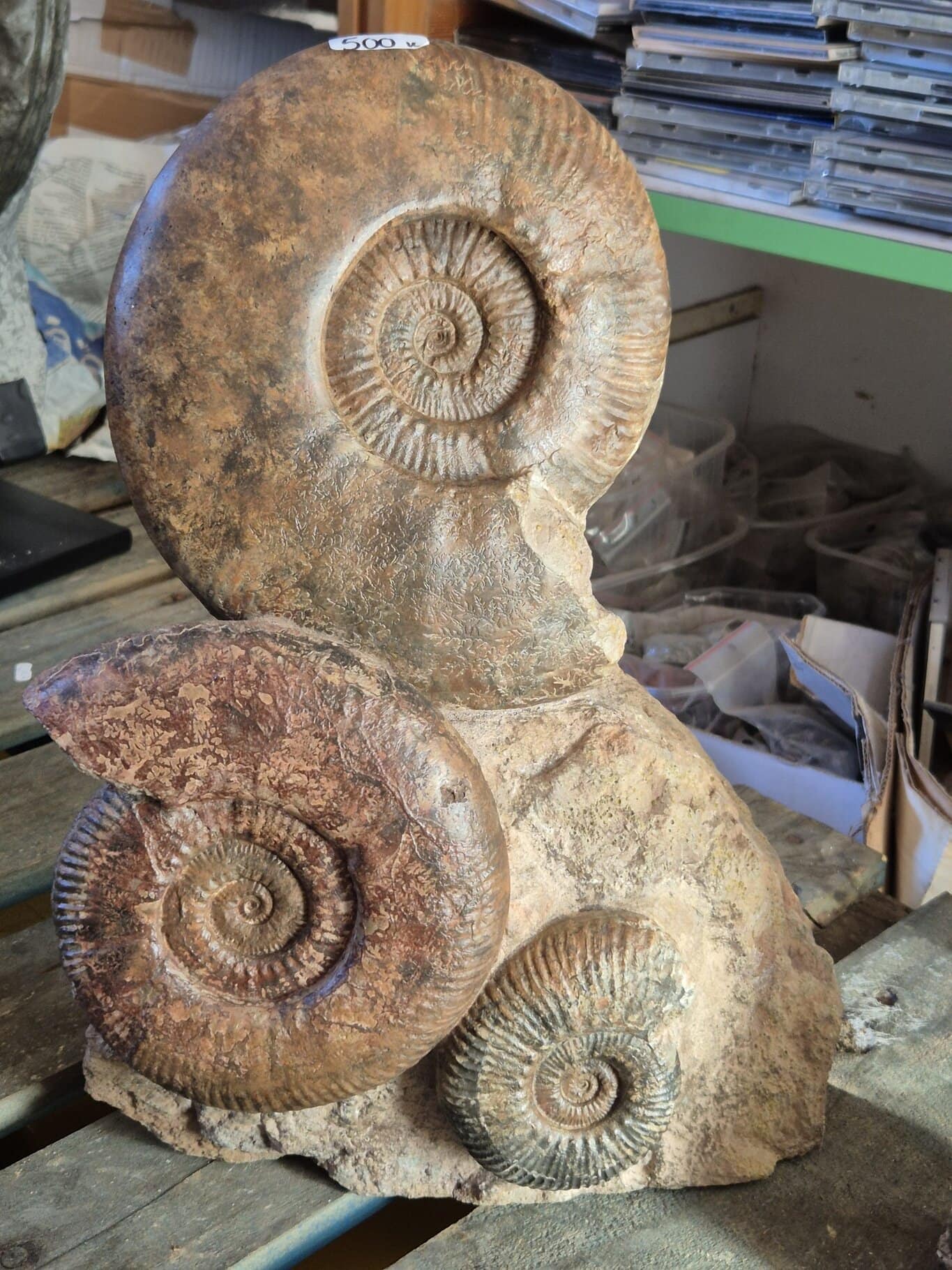 Ammonites de Lyon