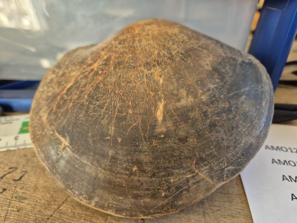 Plagiostoma semicircularis Aalénien n1