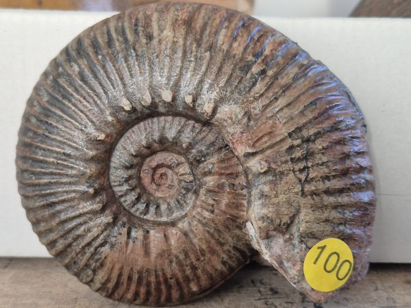 Hammatoceras speciosum n1