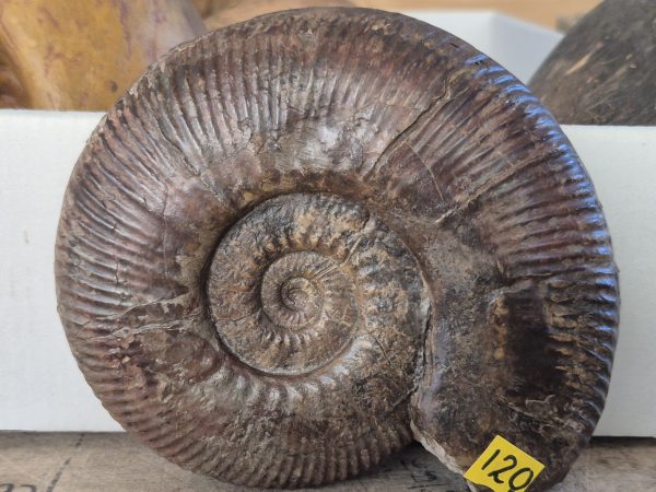 Hammatoceras speciosum n2