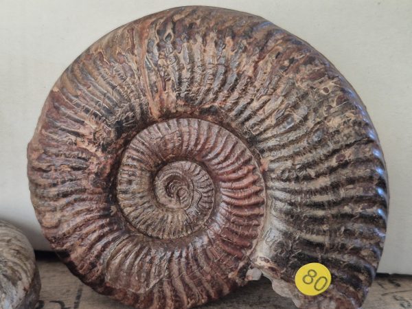 Podacrosites pseudoprunewi