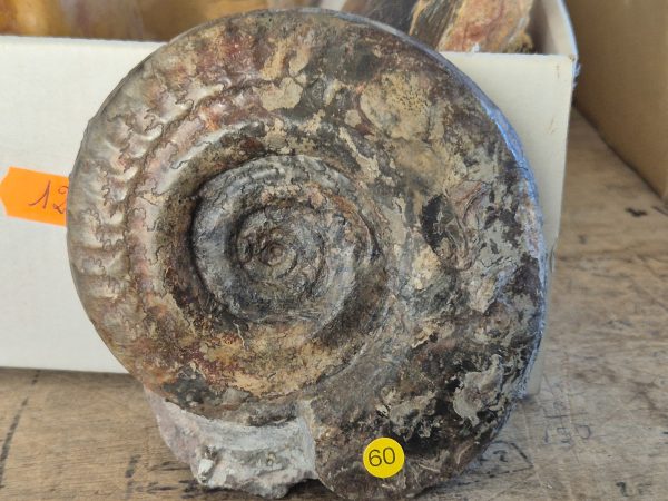 Lytoceras rubescens n1