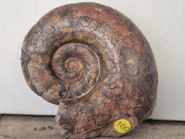 Lytoceras rubescens