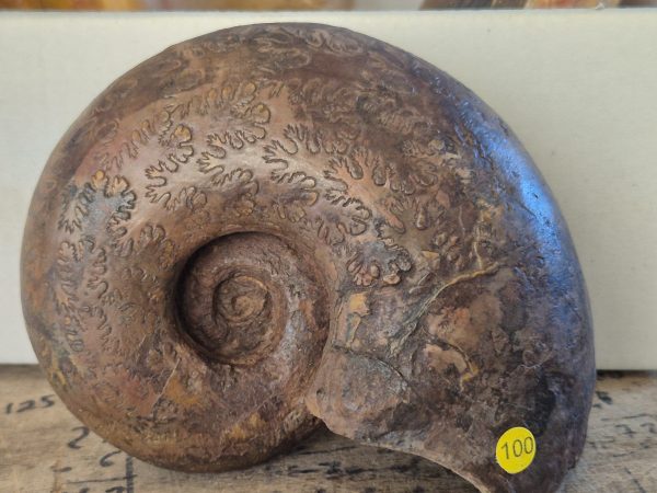 Perilytoceras jurense n1