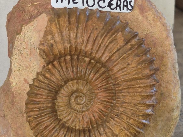 Tmetoceras