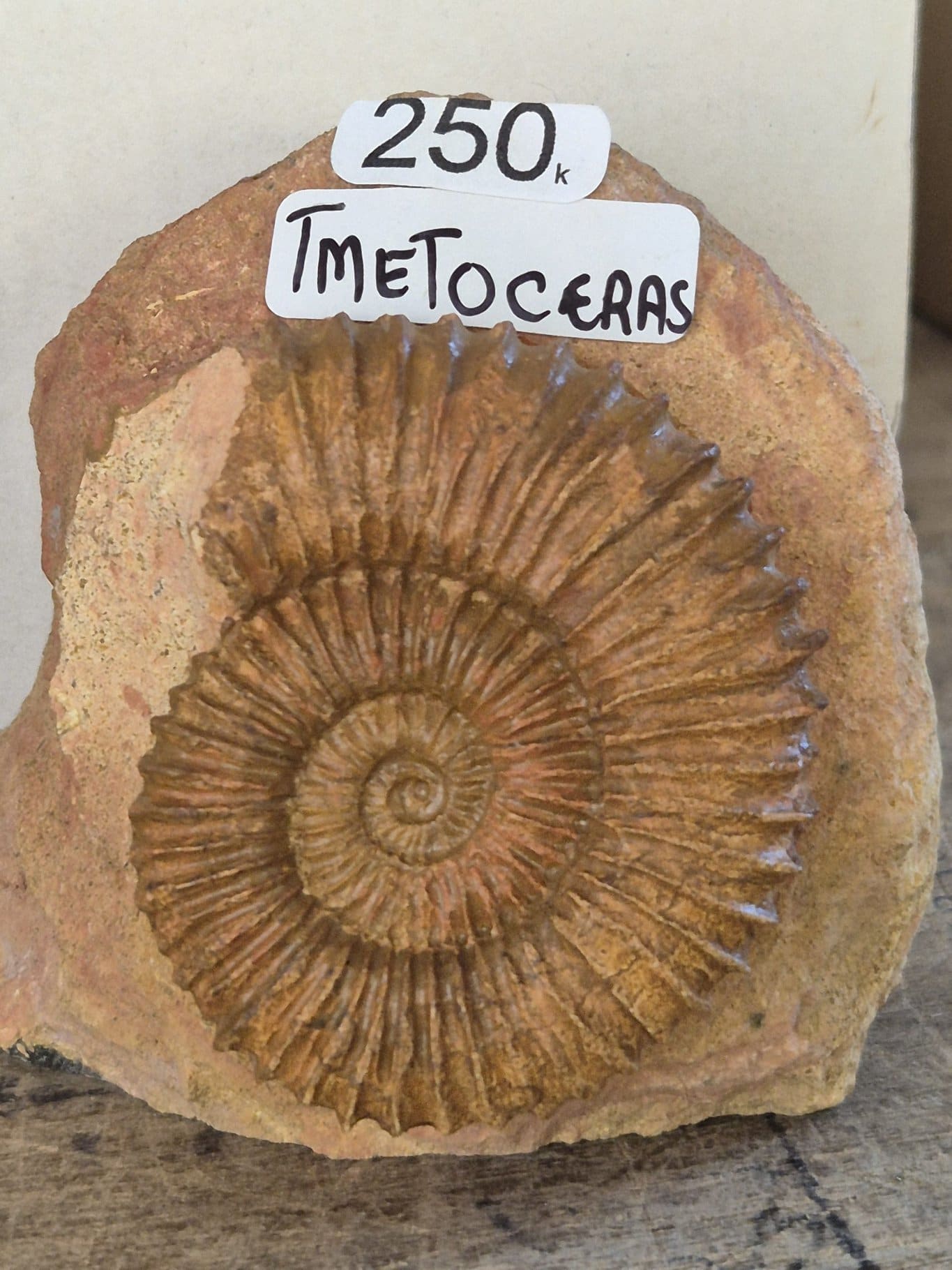 Tmetoceras