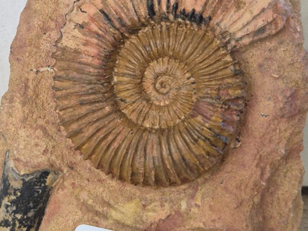 Tmetoceras du Toarcien