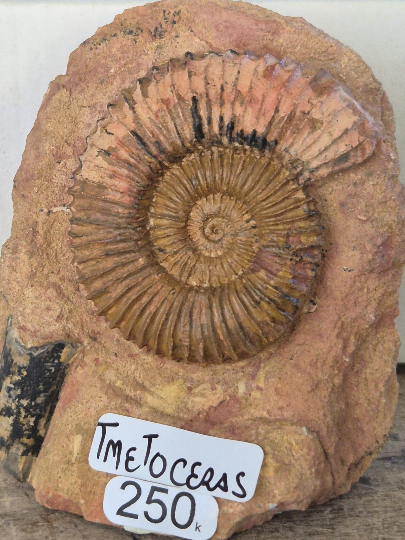 Tmetoceras du Toarcien