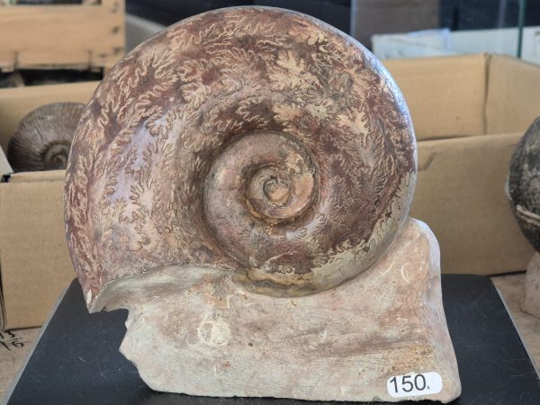 Perilytoceras jurense n1