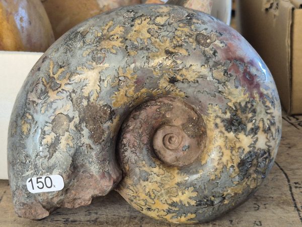 Perilytoceras Toarcien n4