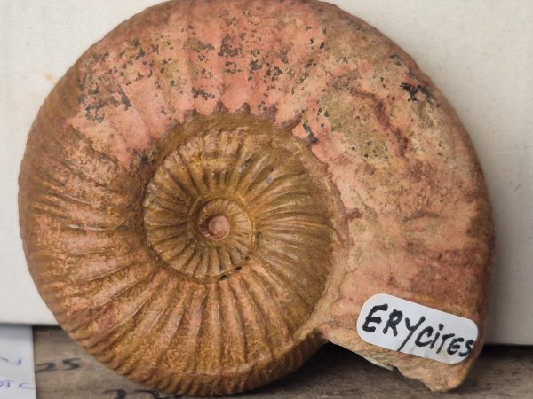 Erycites