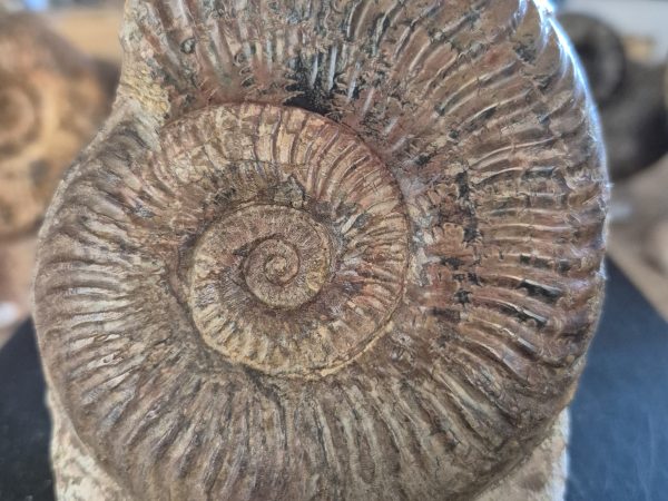 pseugrammoceras fallaciosum n2