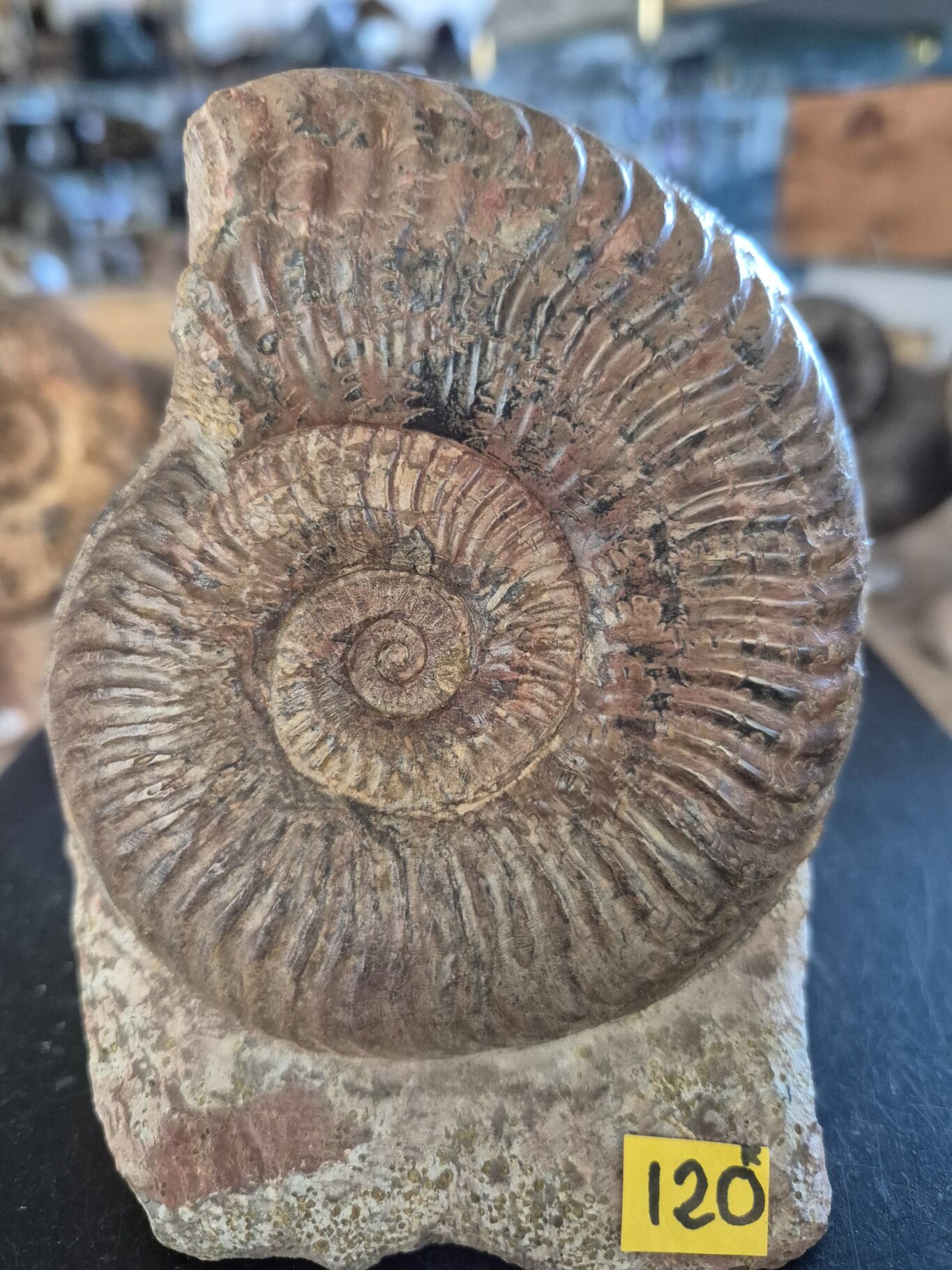 pseugrammoceras fallaciosum n2