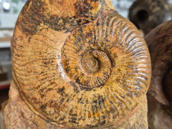 pseugrammoceras fallaciosum n3