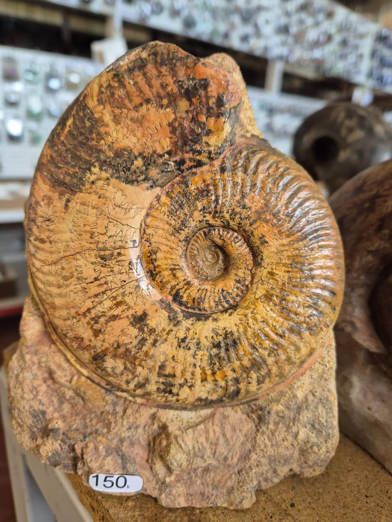 pseugrammoceras fallaciosum n3