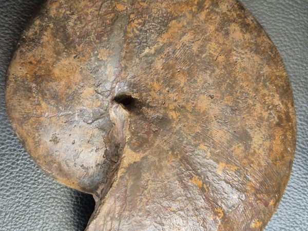 Phylloceras du toarcien de Belmont