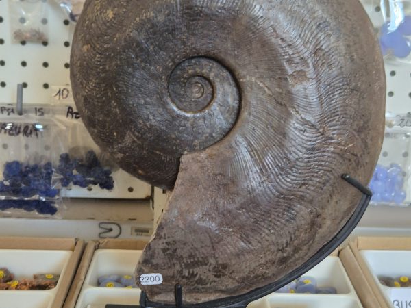 Harpoceras Lyon