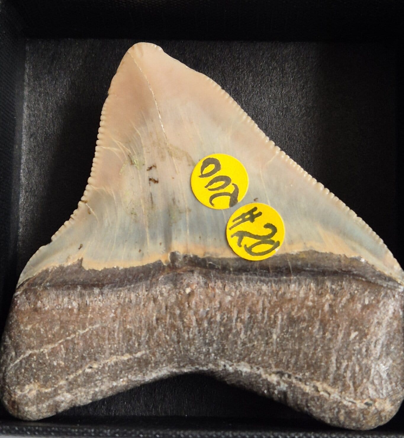 Requin Megalodon juvénile