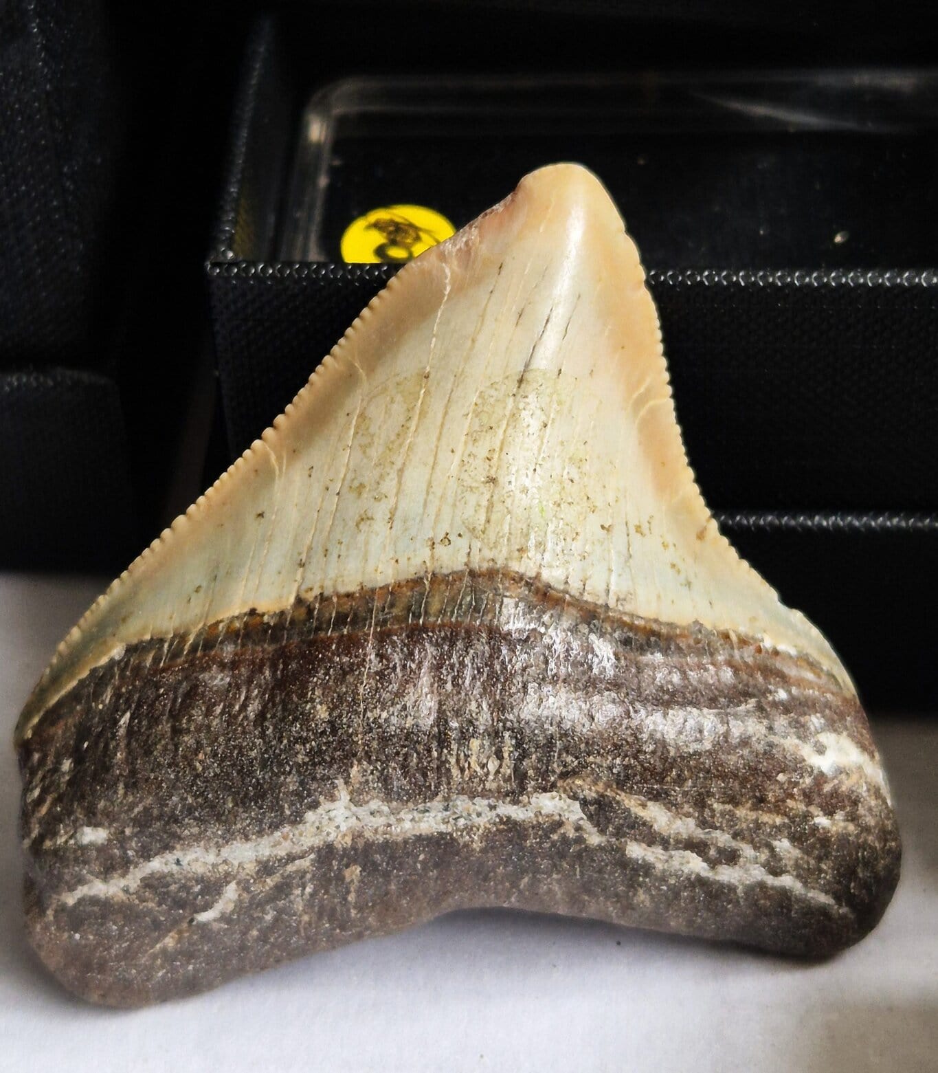 Requin Megalodon juvénile