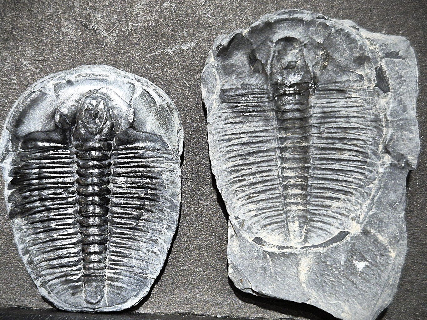 Elrathia kingii du cambrien