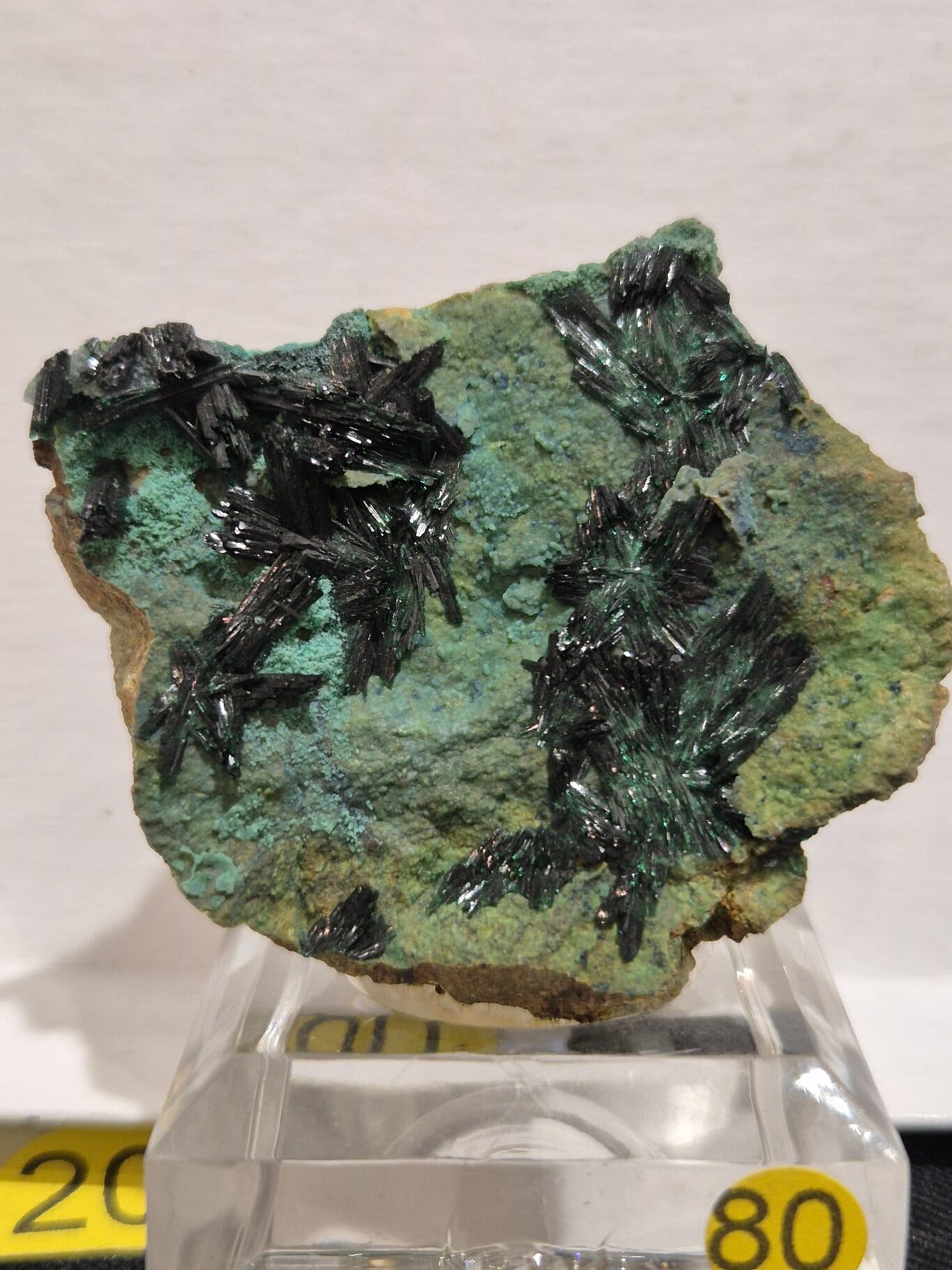Atacamite Chili Atacama – Image 2