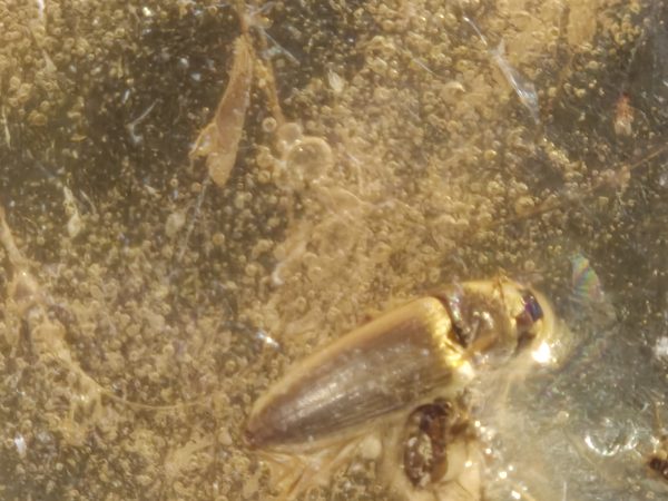 Insectes copal