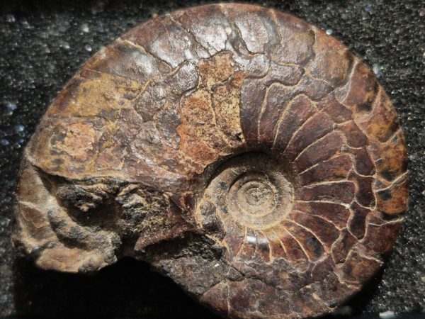 Goniatites Dévonien Maroc