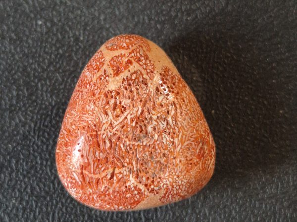 Corail gorgone rouge