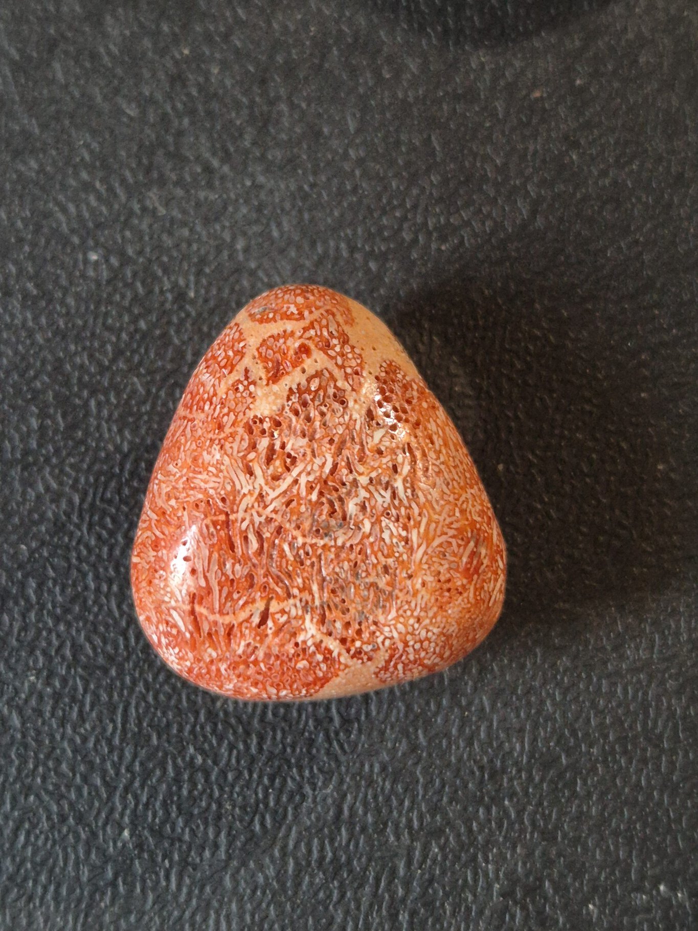 Corail gorgone rouge