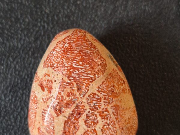 Corail gorgone rouge n1