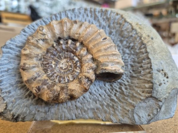 Microderoceras Angleterre
