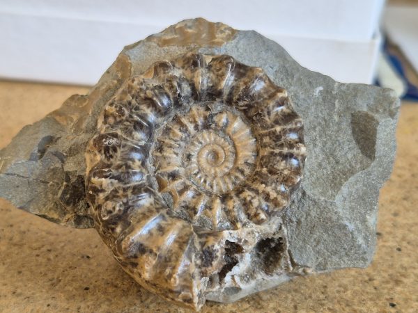 Microderoceras