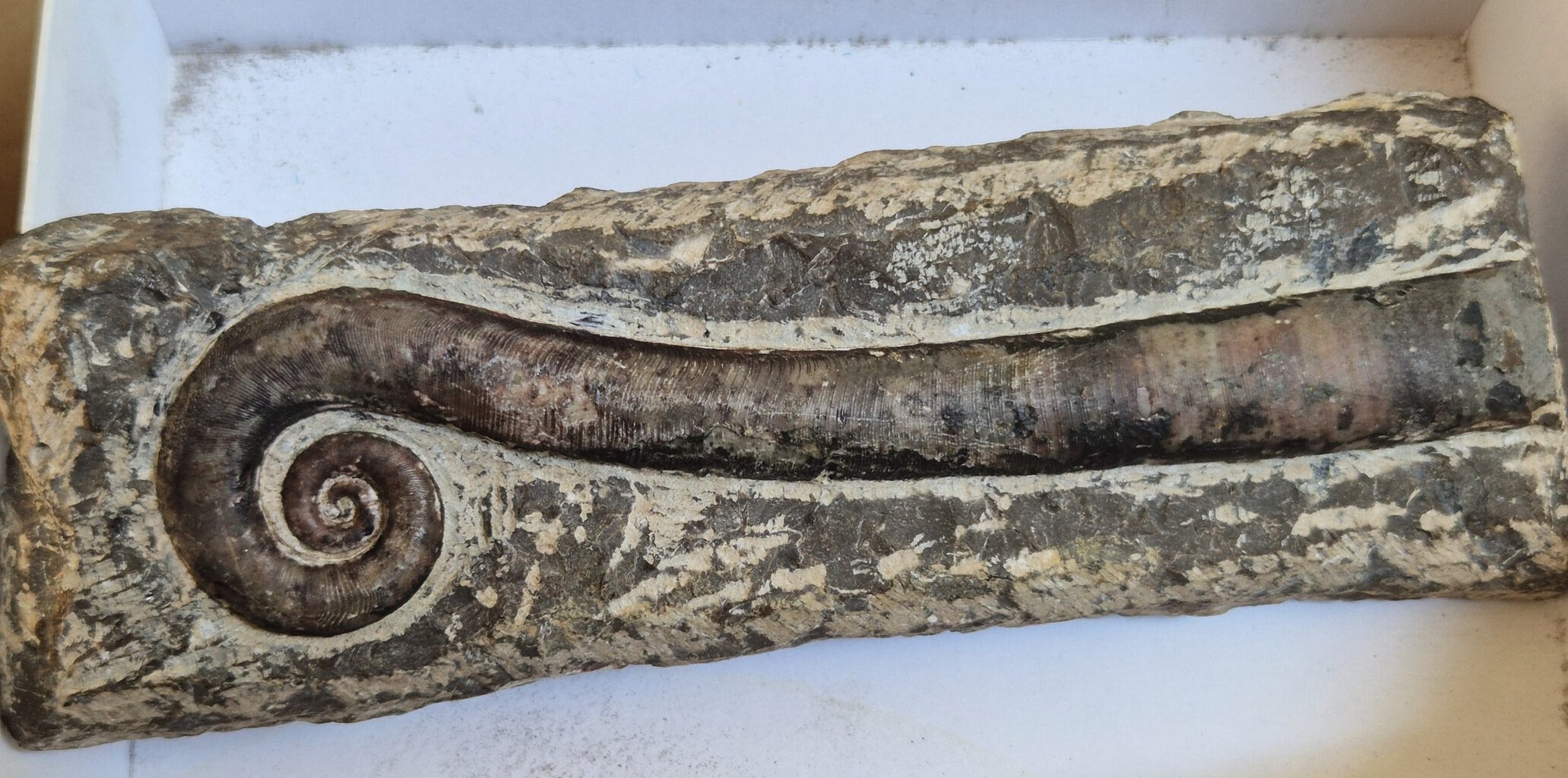 Trilacinoceras