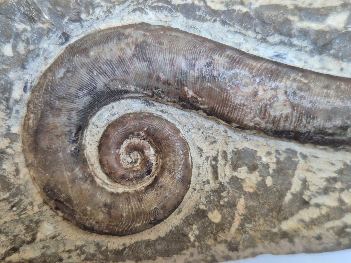 Trilacinoceras – Image 2