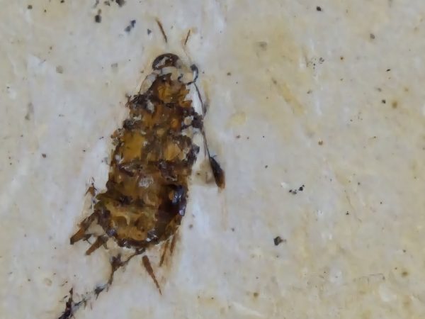 Insecte Brésil