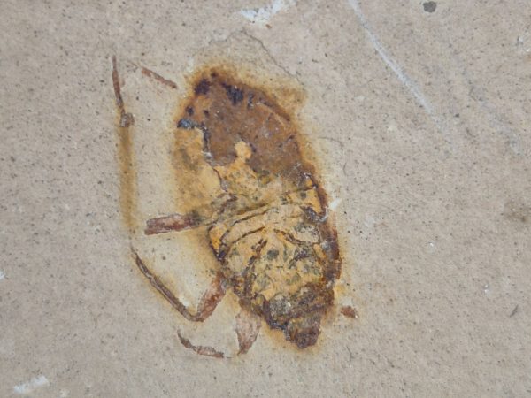 Insecte punaise d'eau