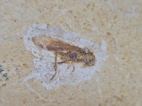 Insecte criquet