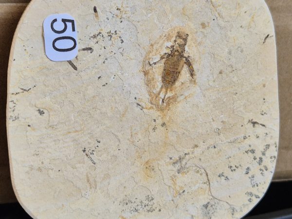 Insecte fossilisé Brésil