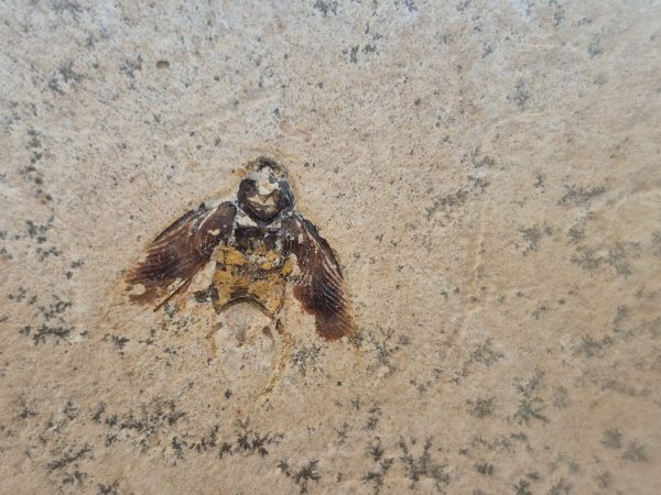 Insecte fossilisé
