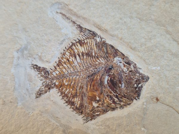Aipichthys du Liban