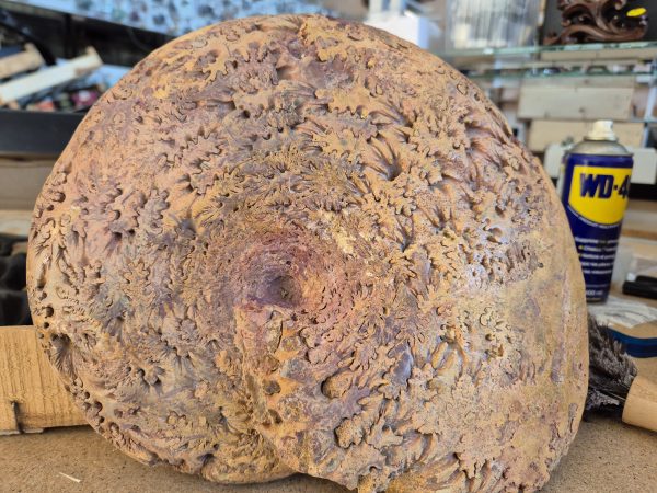 Holcophylloceras indicum