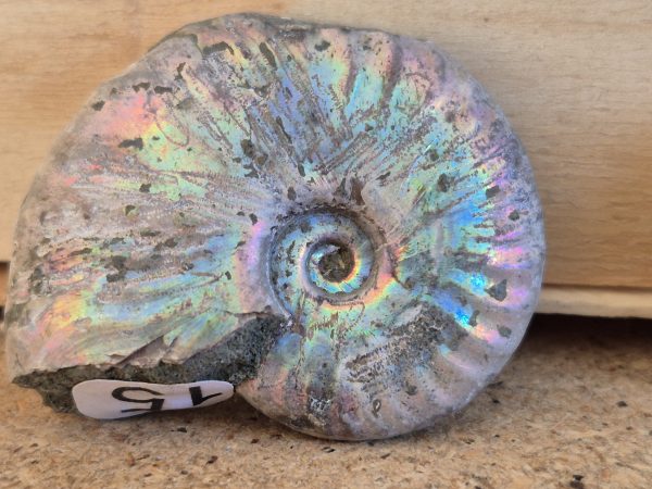 Cléoniceras coquille nacrée n5