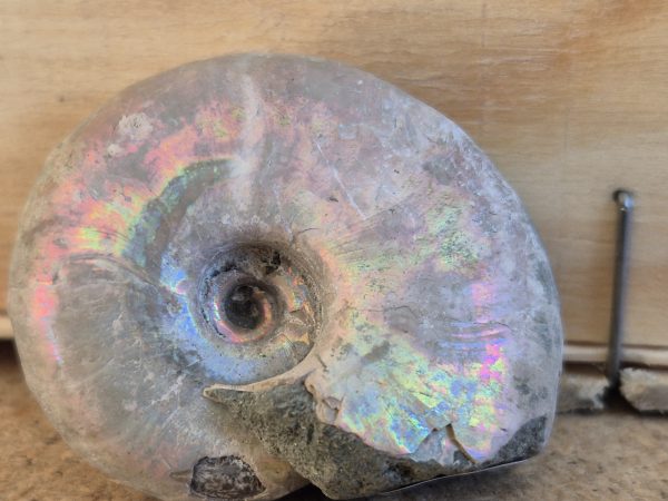 Desmoceras latidorsatum