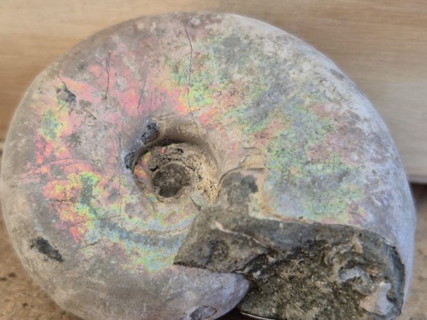 Desmoceras latidorsatum n1