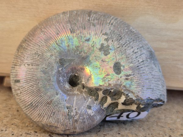 Phylloceras nacrée